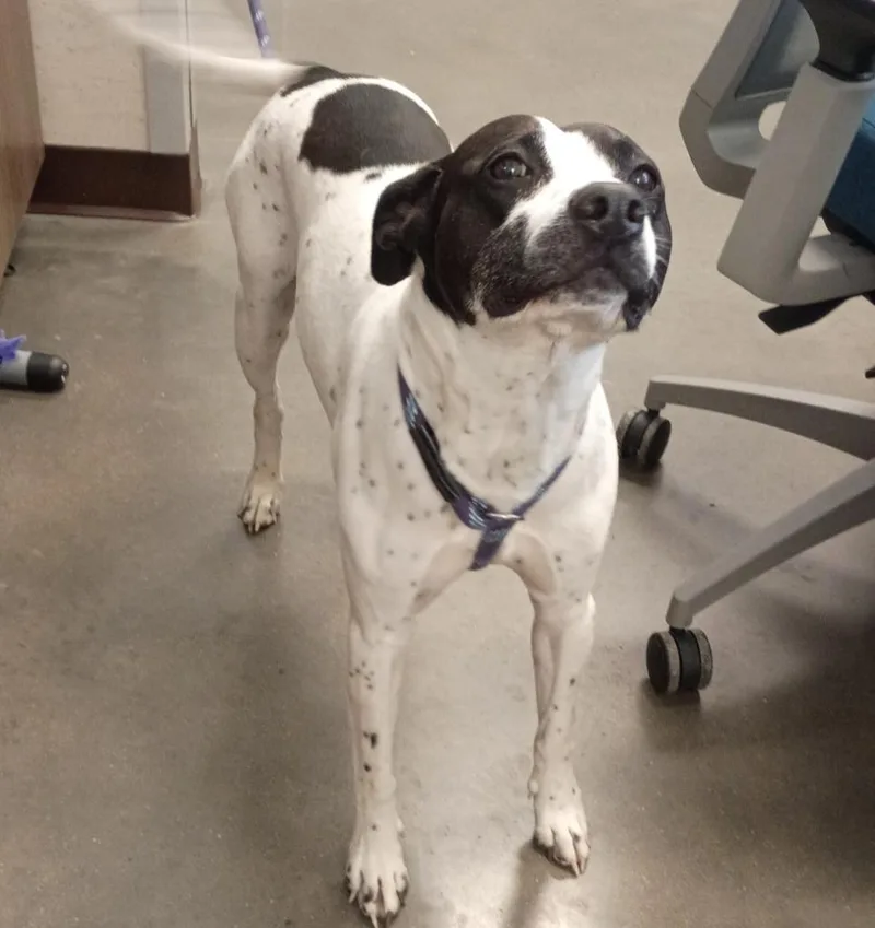 An adult medium-sized female Australian Cattle Dog / Blue Heeler dog named Diamond for adoption in Clarksville, TN