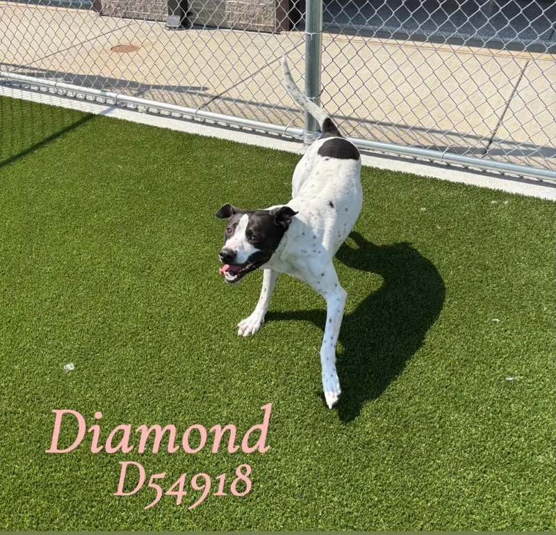 Diamond thumbnail 2