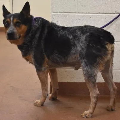 An adult medium-sized male Gray / Blue / Silver Australian Cattle Dog / Blue Heeler dog named Hondo for adoption in Spanish Fork, UT