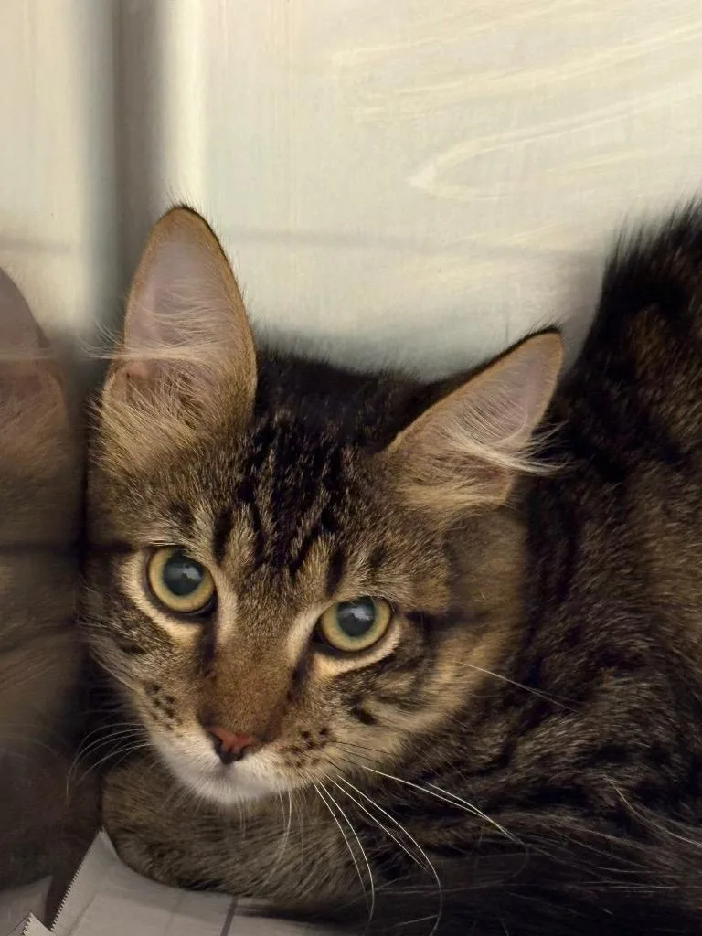 A baby medium-sized male Domestic Medium Hair cat named Oscar for adoption in Belton, TX