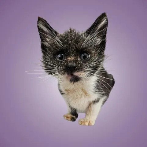 A baby small-sized male Black Domestic Short Hair cat named Bowie for adoption in Austin, TX