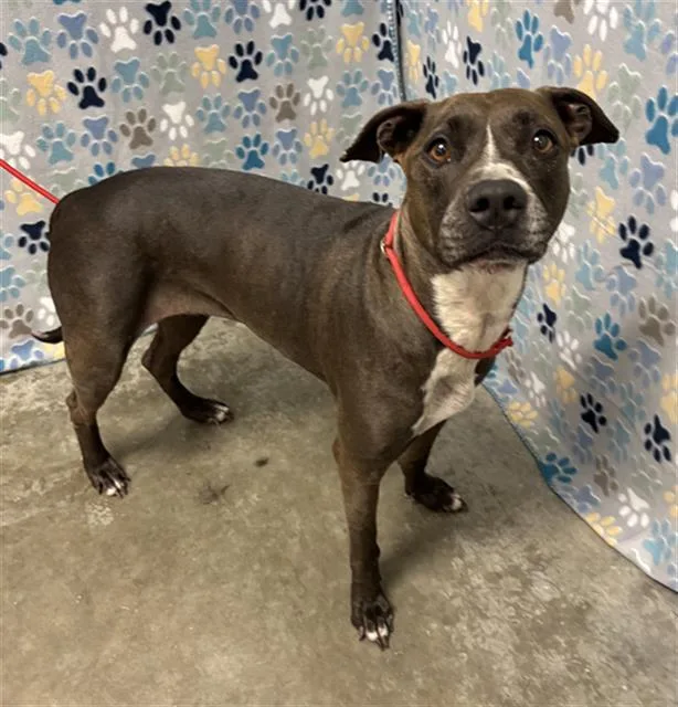 A young medium-sized female Staffordshire Bull Terrier dog named Juniper for adoption in Rosenberg, TX