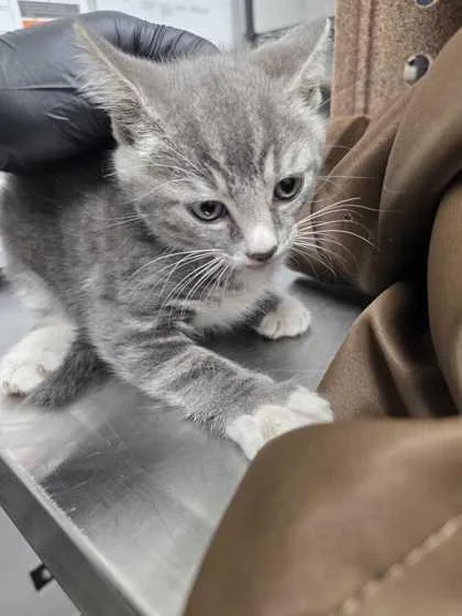 A baby small-sized male Domestic Short Hair cat named Penn for adoption in Sevierville, TN