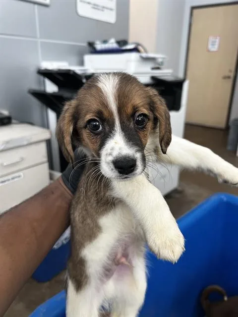 A baby medium-sized male Mixed Breed dog named Max for adoption in Dallas, TX