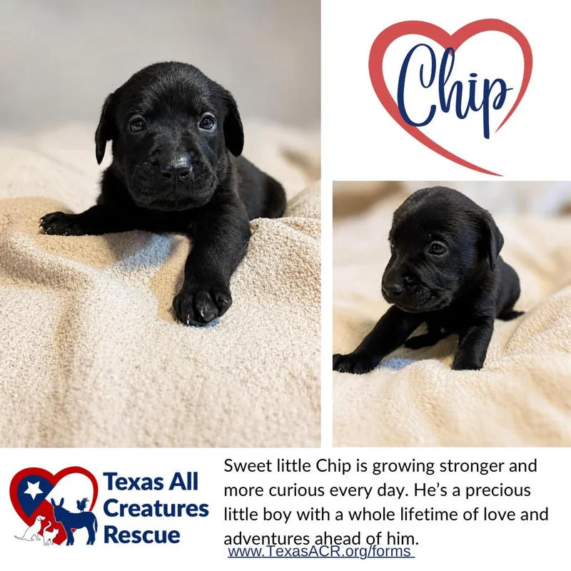 A baby medium-sized male Terrier dog named Chip for adoption in Alvarado, TX