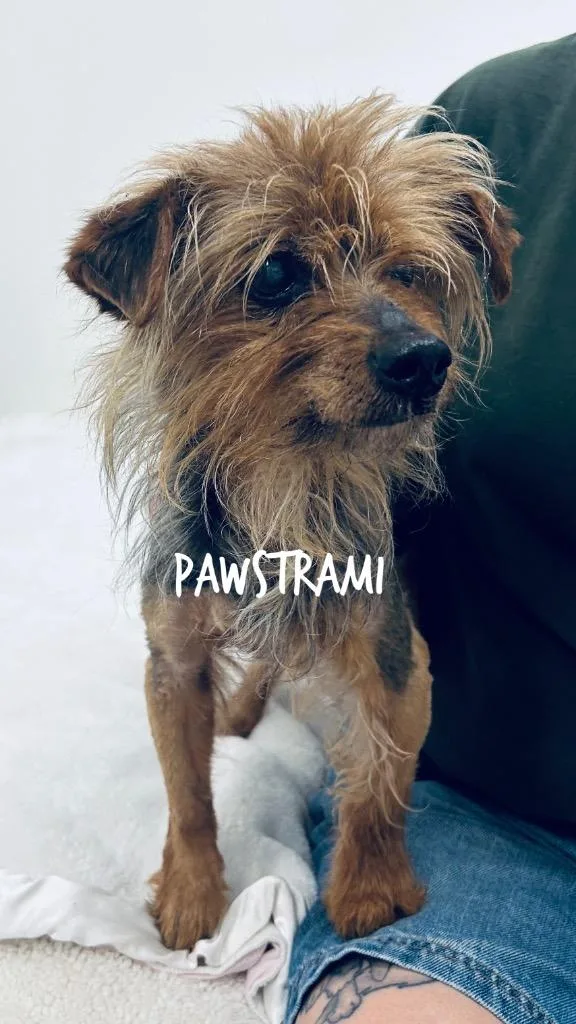 Pawstrami