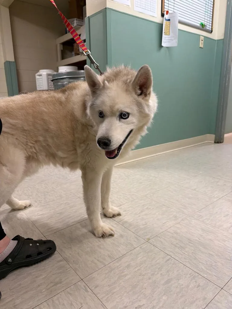 A senior medium-sized male Husky dog named Kesey for adoption in Mineral, VA