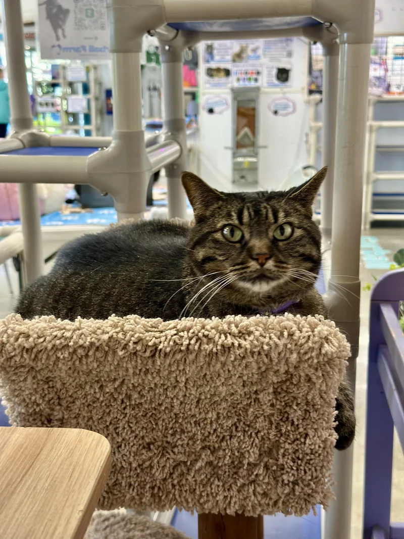 An adult large-sized female Tabby (Brown / Chocolate) Domestic Short Hair cat named Kristin Marie for adoption in Faribault, MN
