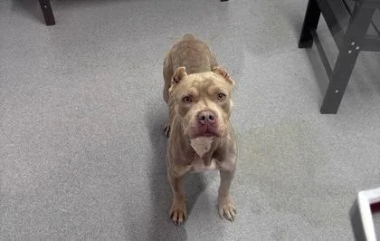 An adult medium-sized female Mixed Breed dog named Marmalade for adoption in West Chester, PA