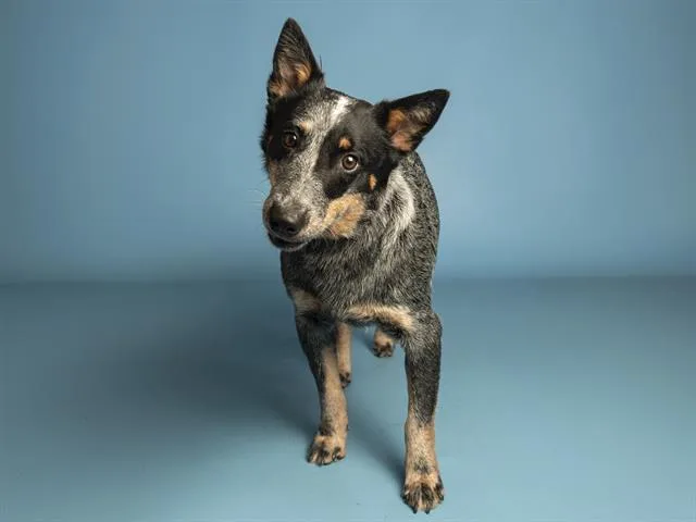 A young medium-sized female Australian Cattle Dog / Blue Heeler dog named Roxy for adoption in Phoenix, AZ