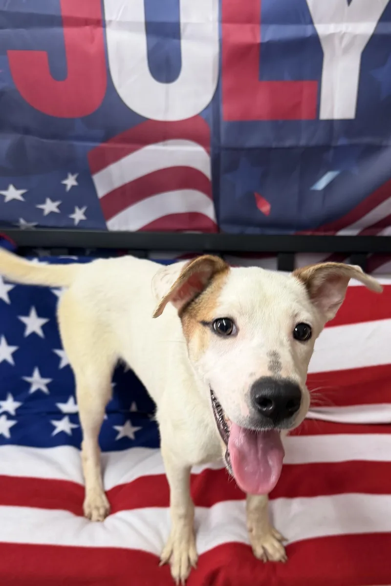 A young medium-sized male White / Cream Jack Russell Terrier dog named Gizmo for adoption in Grove, OK