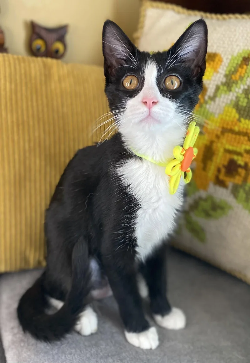 A baby small-sized female Black & White / Tuxedo Domestic Short Hair cat named Wilhelmina for adoption in Cookeville, TN