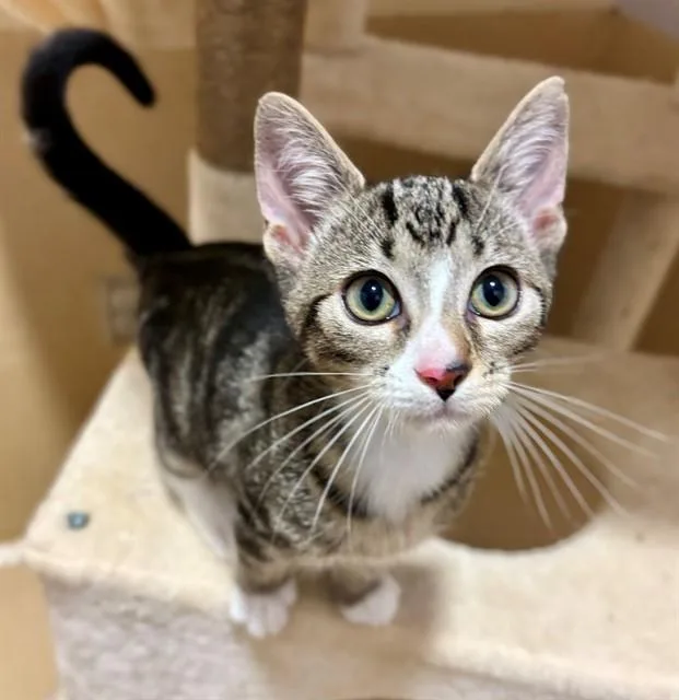 A baby small-sized male Domestic Short Hair cat named Fisher for adoption in York, SC