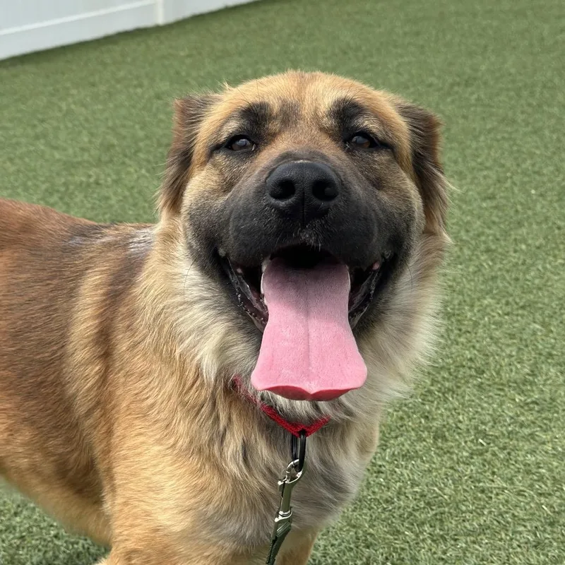 A young small-sized female Brown / Chocolate Mixed Breed dog named Foona Lagoona Baboona for adoption in Troy, IL