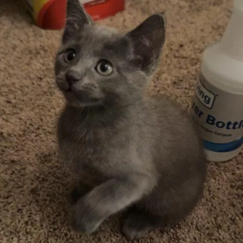 A baby small-sized female Smoke Domestic Short Hair cat named Ember for adoption in Edmond, OK