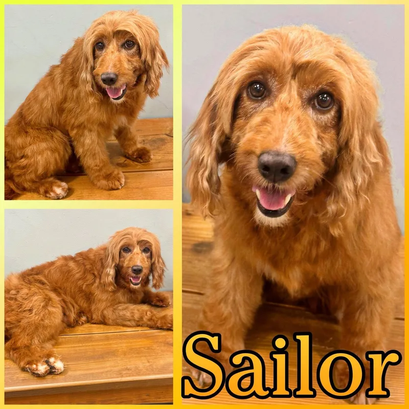 Sailor