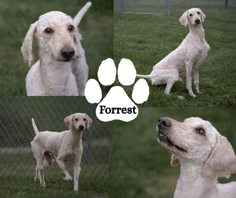 An adult medium-sized male Labradoodle dog named Forrest for adoption in Albany, NY