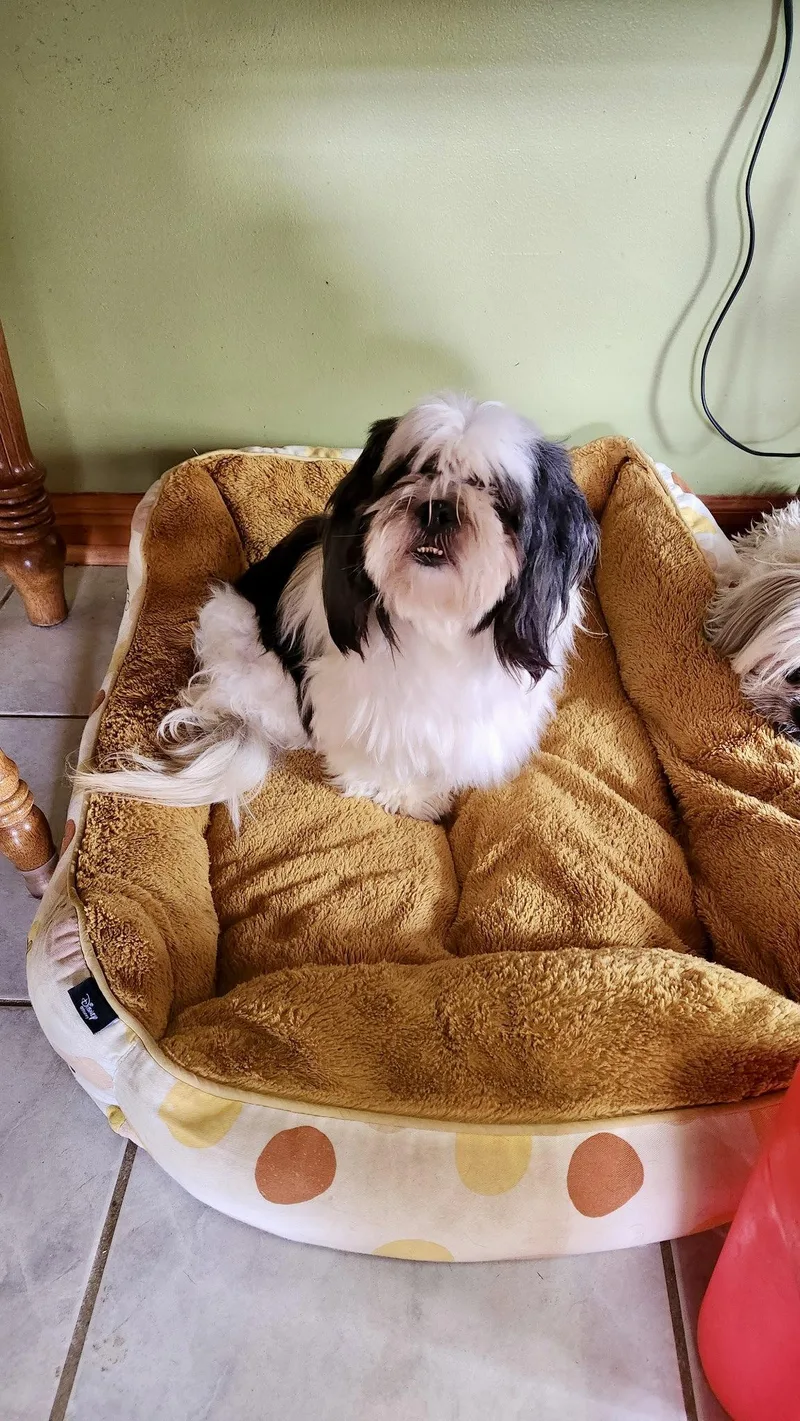 An adult medium-sized female Lhasa Apso dog named Dixie for adoption in Alexandria, KY