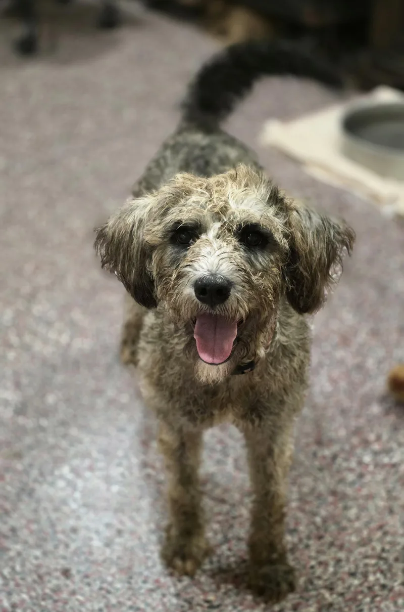A young medium-sized female Gray / Blue / Silver Aussiedoodle dog named Gracie for adoption in Wheelersburg, OH