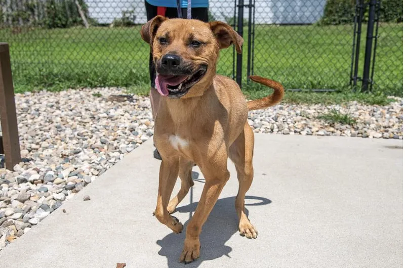 An adult large-sized male Golden Mixed Breed dog named Dapper Dan for adoption in Terre Haute, IN