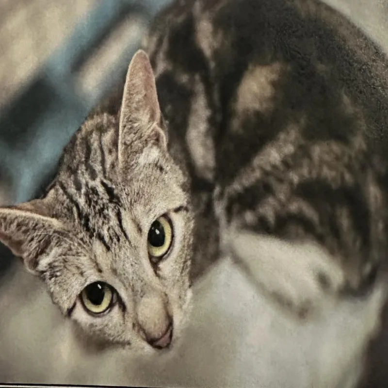 A young medium-sized female Brown / Chocolate Domestic Short Hair cat named Venice for adoption in Los Angeles, CA
