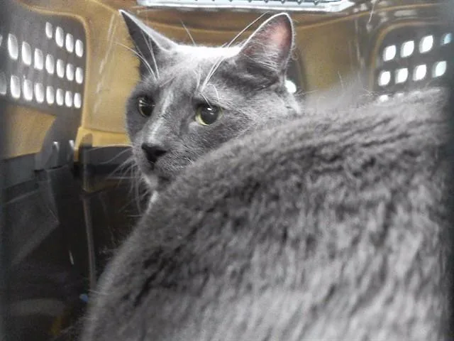 An adult small-sized male Domestic Short Hair cat named Sampson for adoption in Omaha, NE