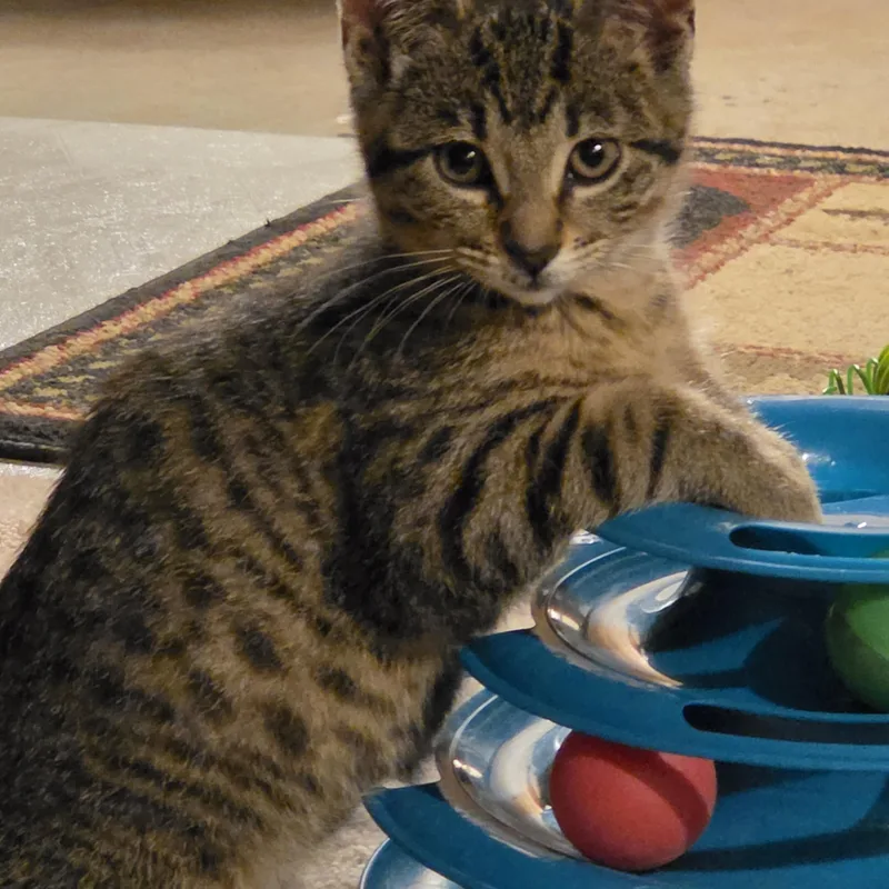 A baby large-sized male Tabby (Brown / Chocolate) Domestic Short Hair cat named Harley for adoption in Medford, WI