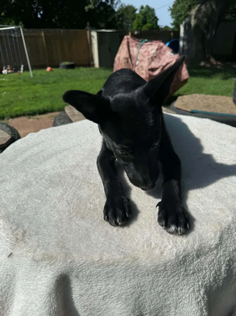 A baby small-sized female Black Terrier dog named Kam for adoption in North Freedom, WI