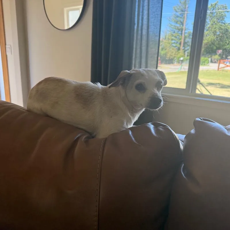 Indie