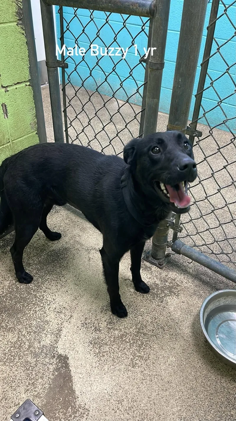 An adult medium-sized male Black Labrador Retriever dog named Buzzy for adoption in Fort Payne, AL