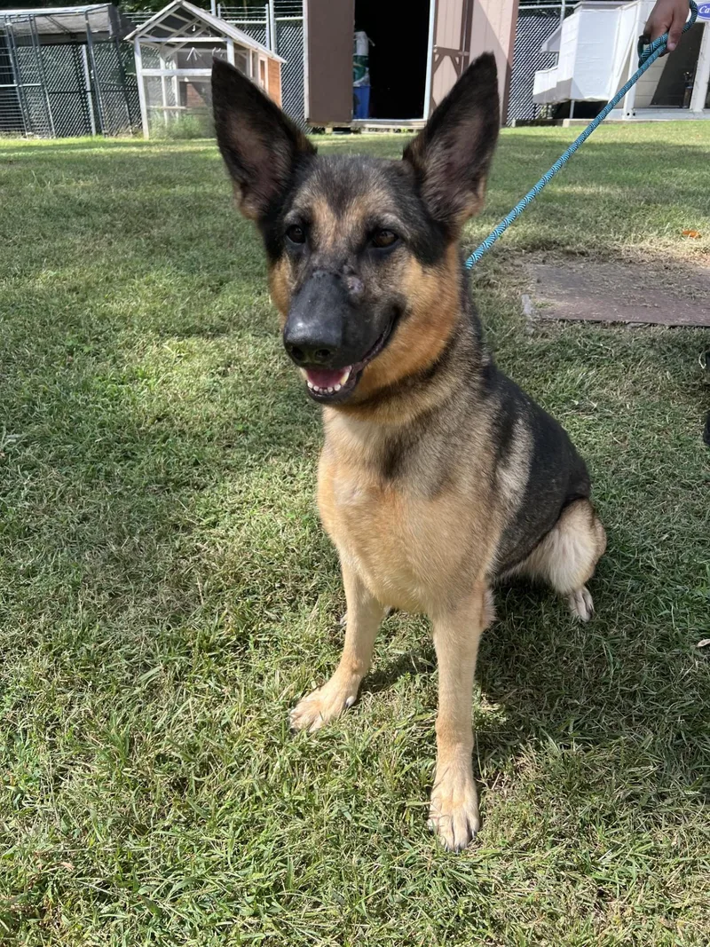 An adult large-sized female German Shepherd Dog dog named Ingrid for adoption in Ashland, VA