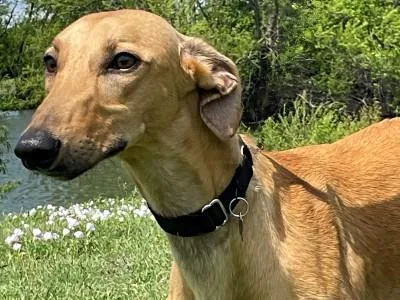 A young large-sized male Yellow / Tan / Blond / Fawn Greyhound dog named Graham for adoption in Dallas, TX