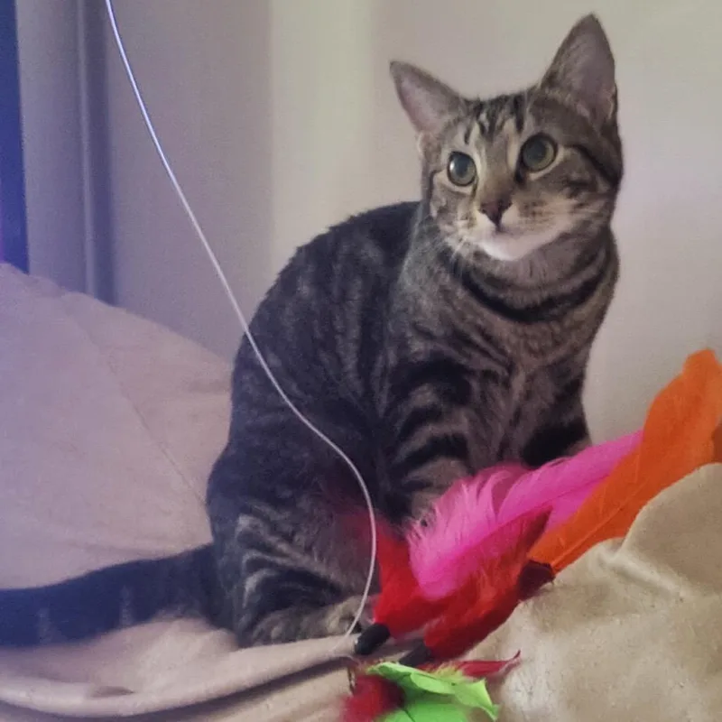 A young medium-sized female Brown / Chocolate Domestic Short Hair cat named Sprout for adoption in Mount Laurel, NJ