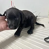 Leroy  URGENT thumbnail 2
