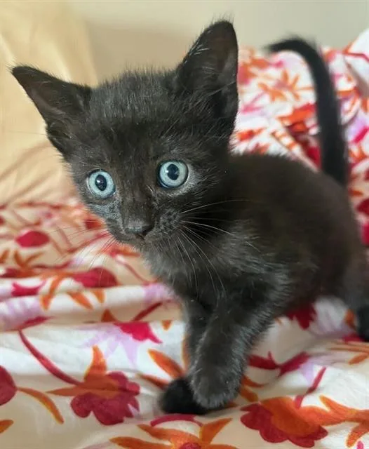 A baby small-sized male Domestic Short Hair cat named Thor for adoption in Chula Vista, CA