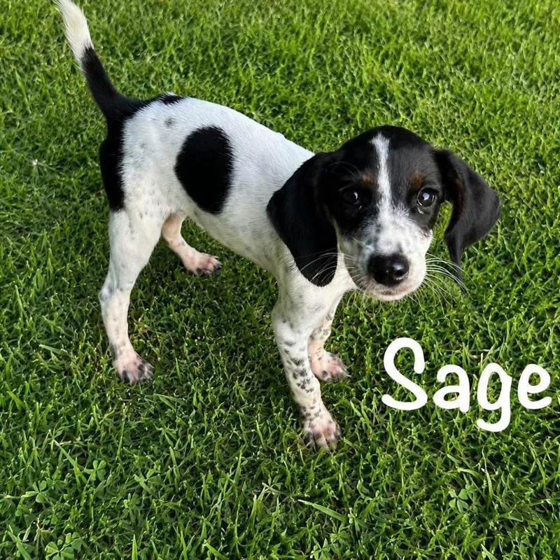 Sage