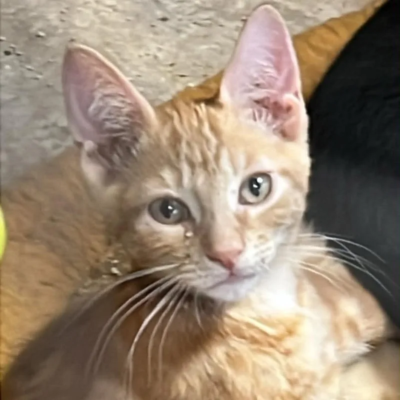 A baby small-sized male Tabby (Orange / Red) Tabby cat named Gordon for adoption in Antioch, CA