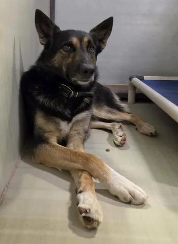 An adult large-sized male German Shepherd Dog dog named Zing for adoption in Bakersfield, CA