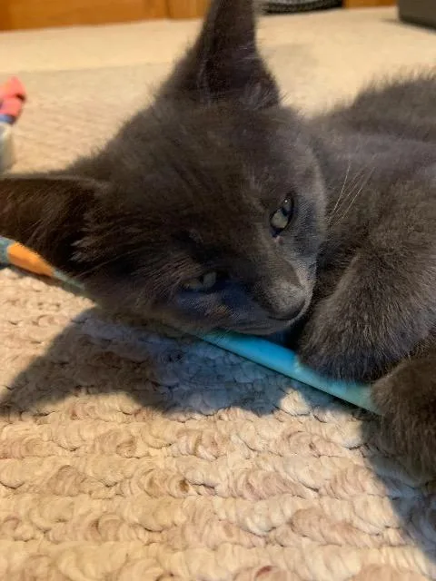 A baby medium-sized female Domestic Short Hair cat named Fozzybear for adoption in Pawtucket, RI