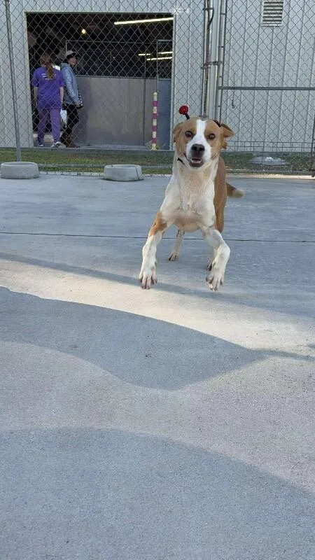 An adult medium-sized male Red / Chestnut / Orange Treeing Walker Coonhound dog named Peanut Butter for adoption in Burgaw, NC