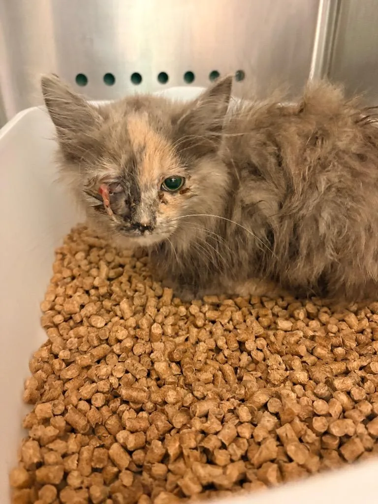 A baby medium-sized female Domestic Short Hair cat named Southerland for adoption in Morgantown, KY