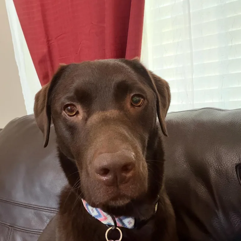 An adult large-sized male Brown / Chocolate Labrador Retriever dog named Tucker for adoption in Indianapolis, IN