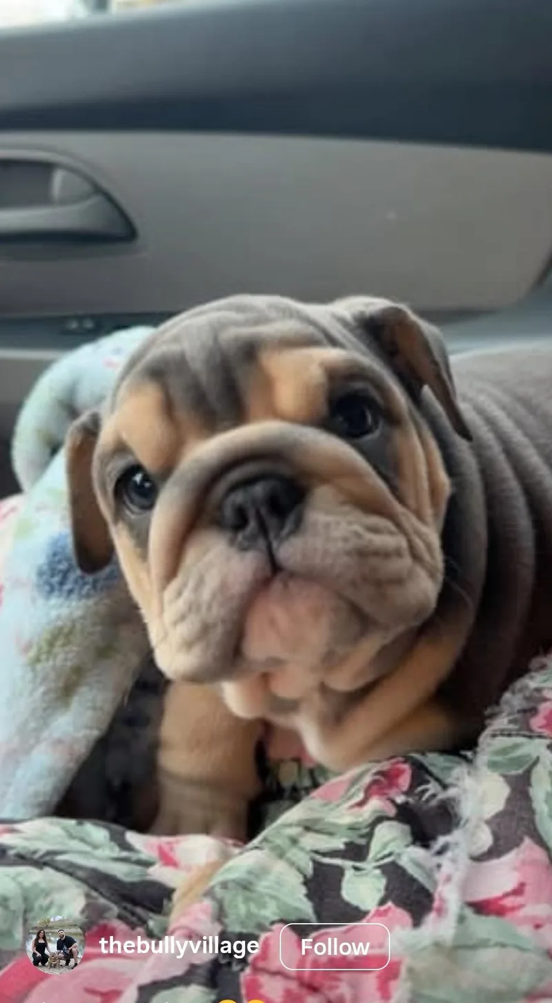 A young medium-sized male English Bulldog dog named Azon for adoption in Kittanning, PA
