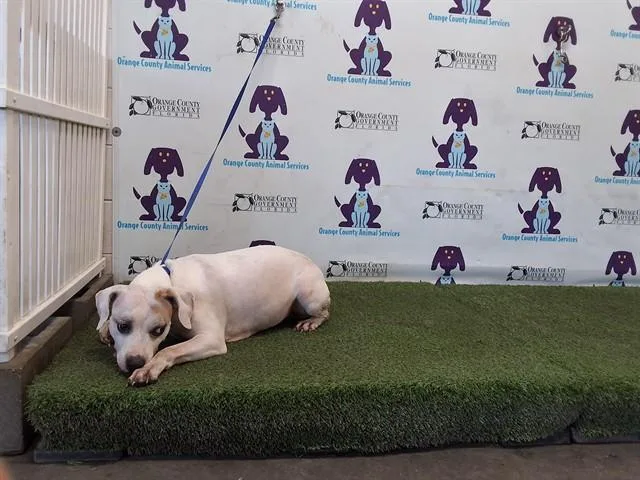 An adult large-sized female Dogo Argentino dog named Dutchess for adoption in Orlando, FL