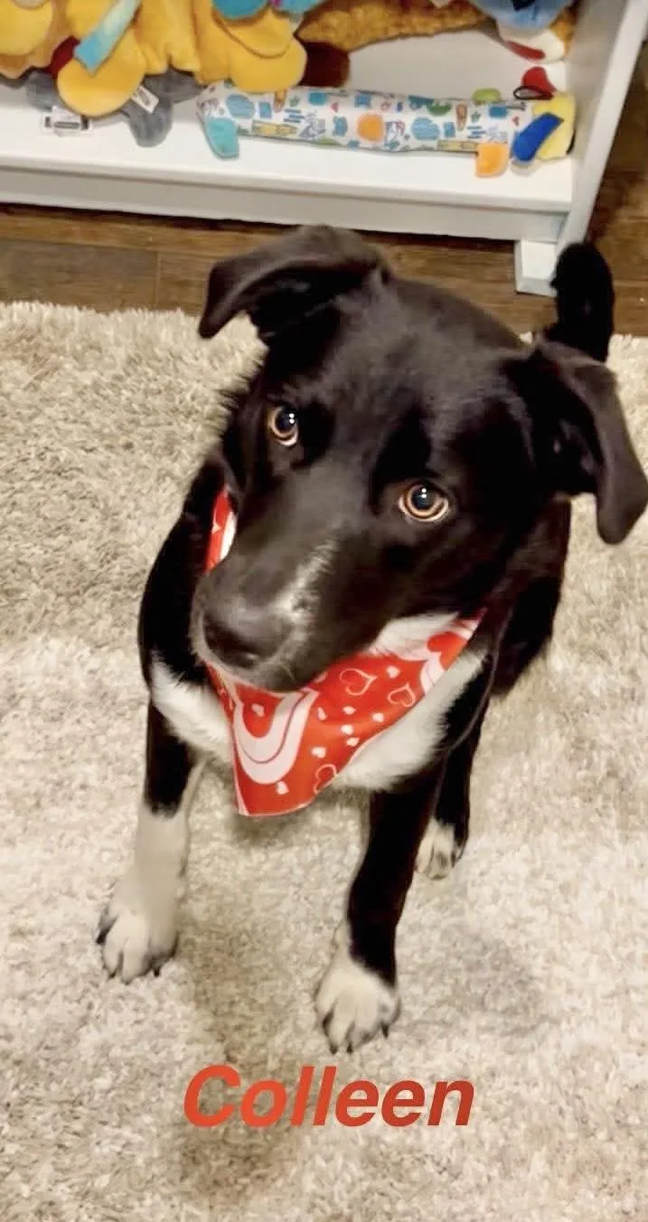 A young medium-sized female Border Collie dog named Colleen for adoption in Manchester, CT