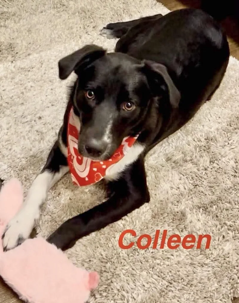 Colleen thumbnail 2