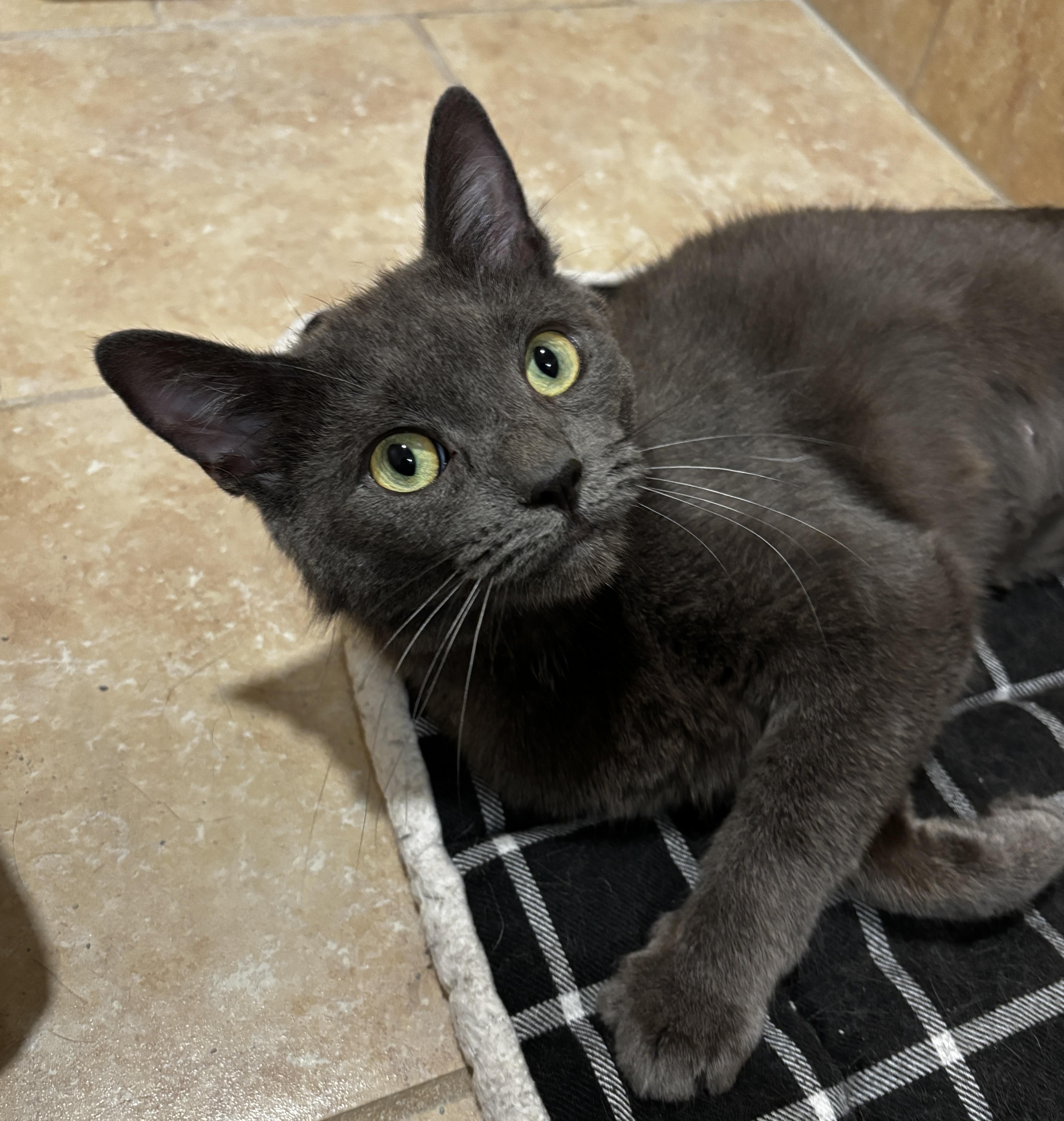 A young medium-sized female Gray / Blue / Silver Domestic Short Hair cat named Gracie for adoption in Rochester, NY