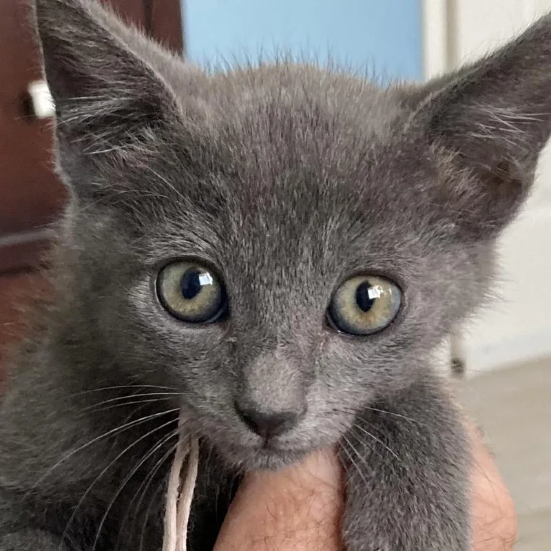 A baby small-sized female Gray / Blue / Silver Domestic Short Hair cat named Banana Bread for adoption in Riverside, CA