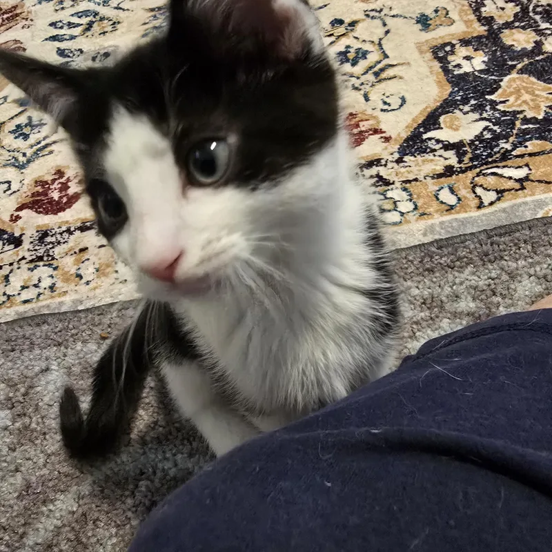 A baby small-sized male Black & White / Tuxedo Domestic Short Hair cat named Socks Best Friends with for adoption in West Jefferson, OH