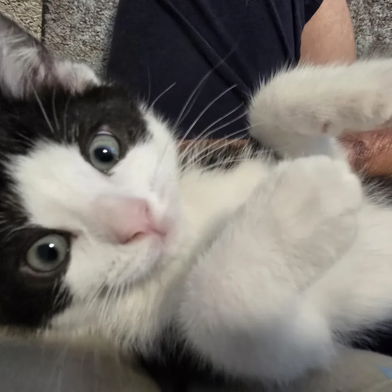Socks Best Friends with thumbnail 4